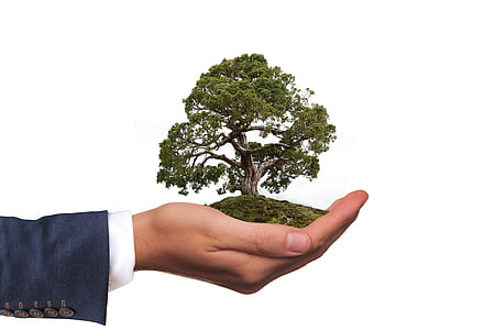 person holding Tree Of Life figurine