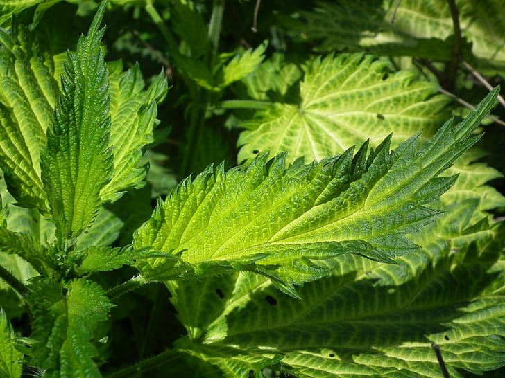 close up photo of green leaf at daytime
