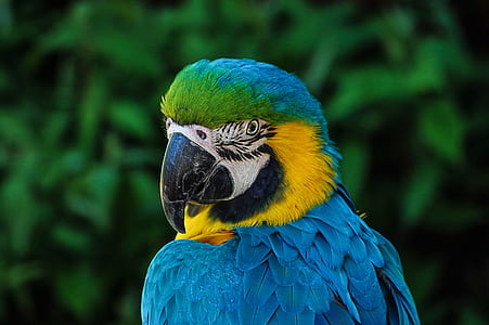 focus photography blue-and-yellow macaw