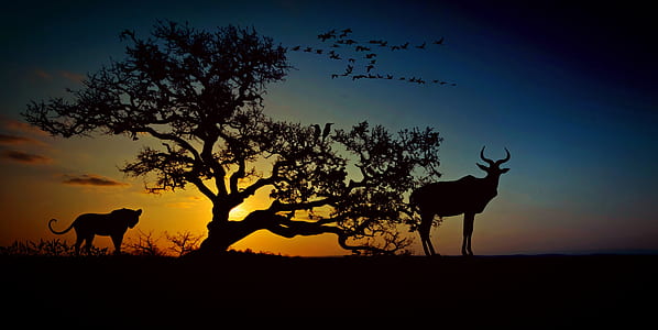 silhouette photography of deer and lion ear tree during golden hour