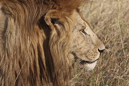 photo of Lion