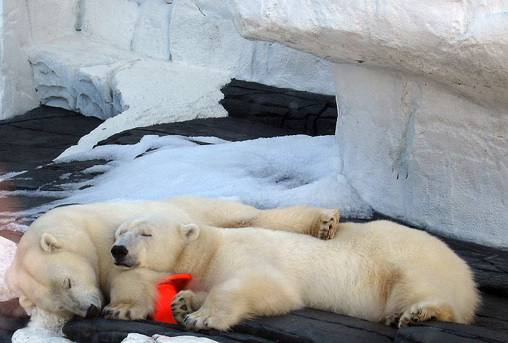 two polar bears lying on gray surface'