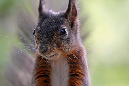 close-up photography of squirrel at daytime