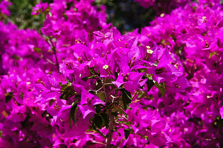 closeup photography of pink bougainvilleas