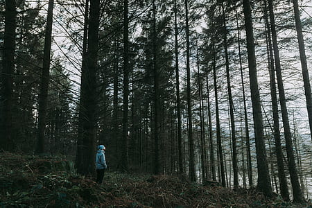 person standing in the middle of forest
