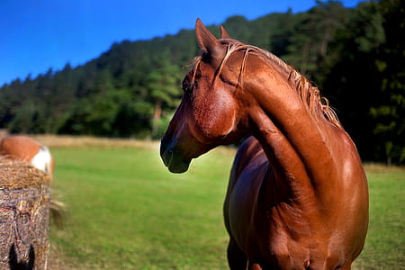 brown horse