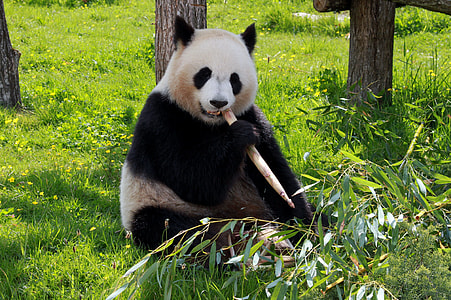 Panda sitting on ground