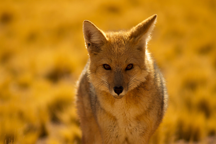 Closeup shot of a desert fox