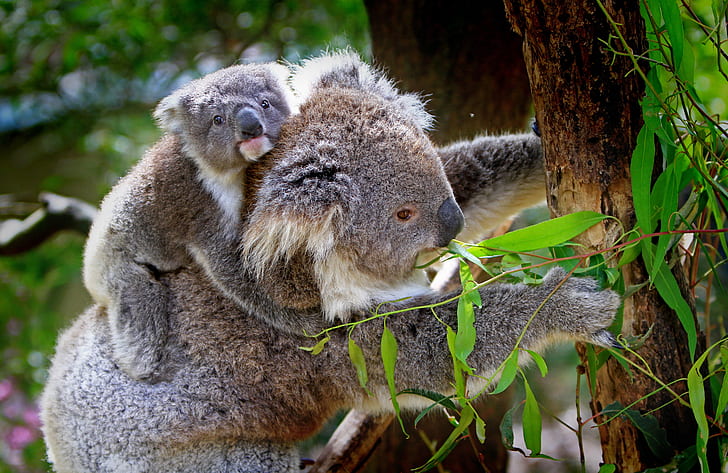 koala bear eating plants