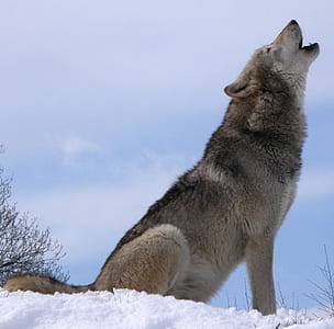 gray and brown wolf on white snow howling during daytime