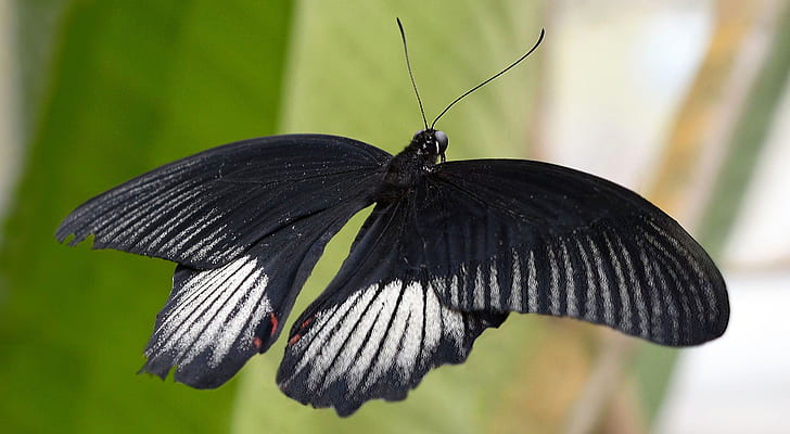 black and white butterfly in flight