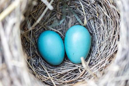 selective focus photography of two blue eggs
