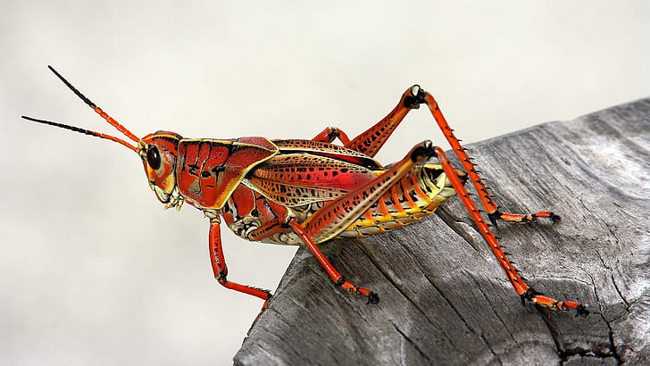macro shot of brown grasshopper