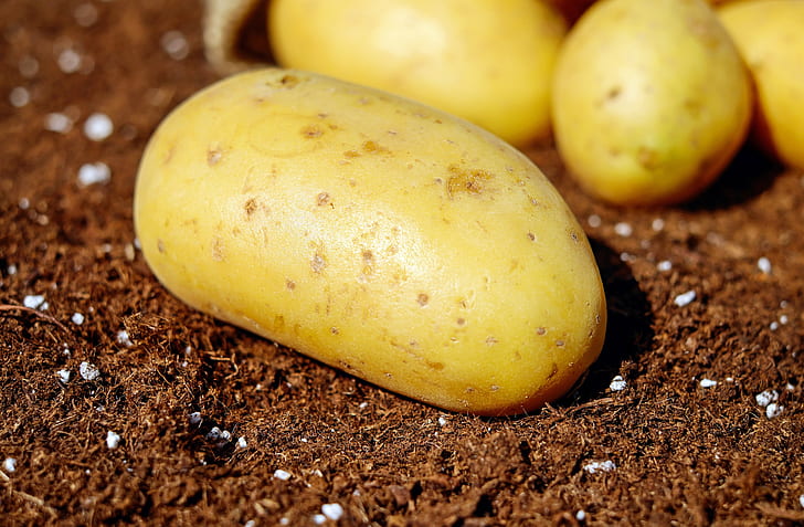 closeup photo of potato