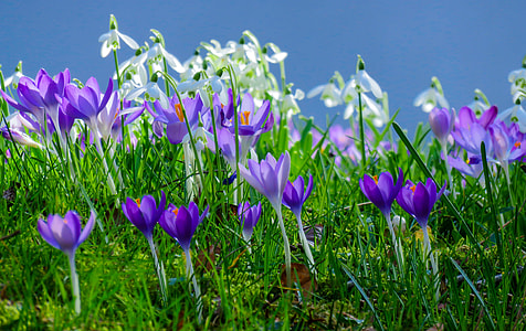 purple crocus and white snowdrops flowers in closeup photo