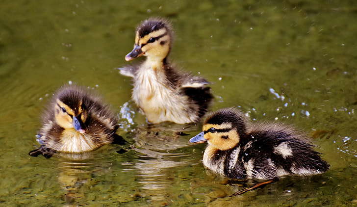 three black-and-yellow ducklings
