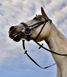 beige horse low angle photography