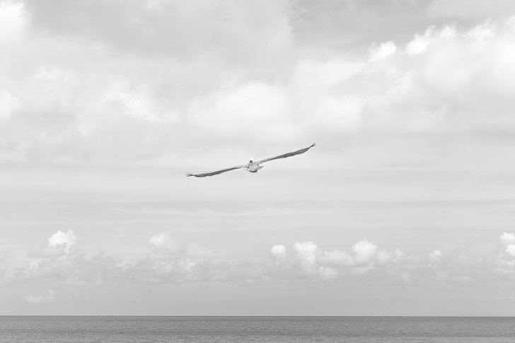 bird flying across sea at daytime