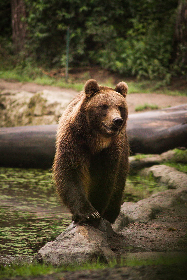 selective focus photo of brown bear on stone