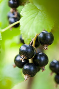 round black fruits