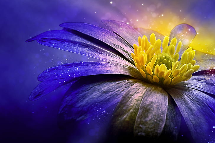 Royalty-Free photo: Yellow and purple daisy flower wallpaper | PickPik