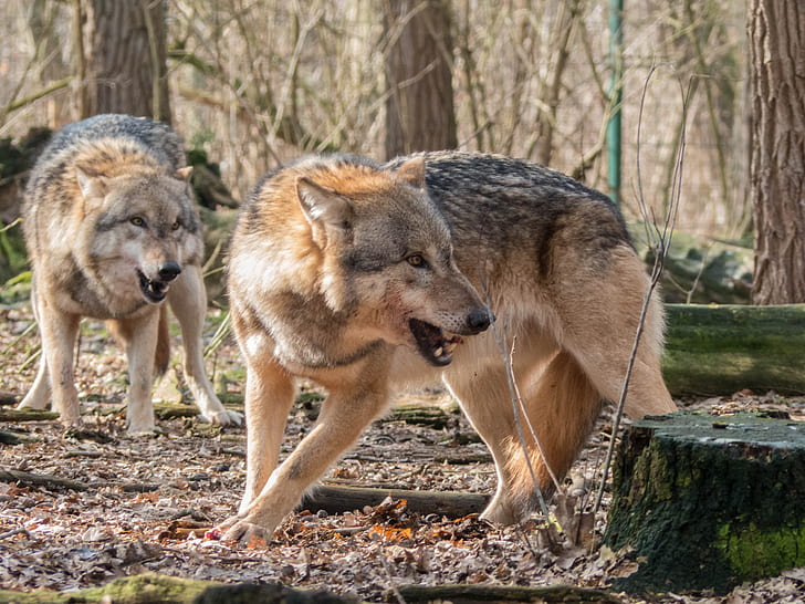 two adult wolves during daytime