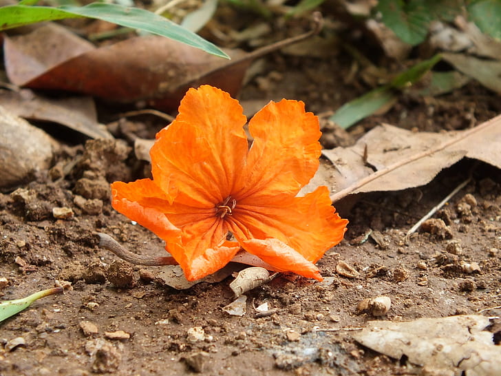 orange 5-petaled flower on ground