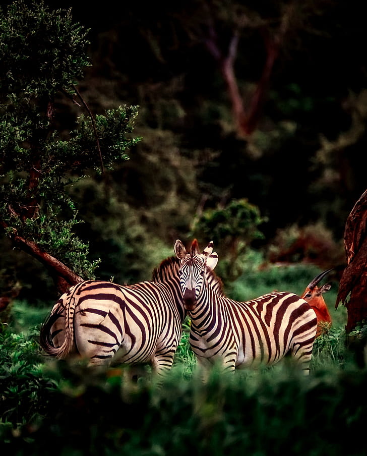 two zebra
