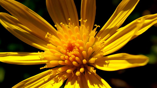 Yellow Flower Photo