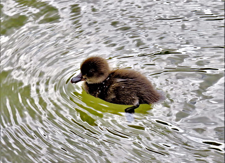 brown duckling swimming on body of water during daytime