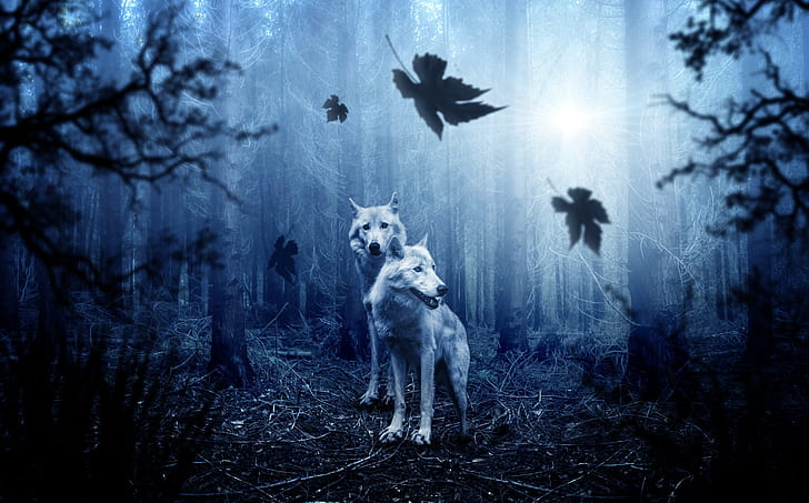 two wolves in forest photo