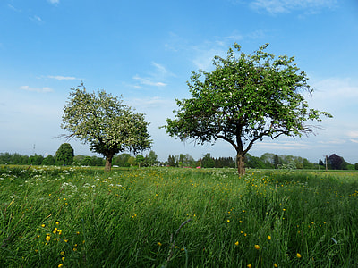 green grass field surrounded with trees