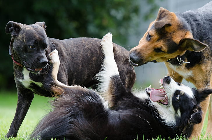black and white border collie, brown brindle cane corso and black and tan German shepherd on green grass during daytime