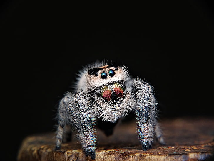 closeup photo of gray spider