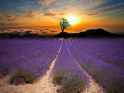 purple lavender flower field at golden hour