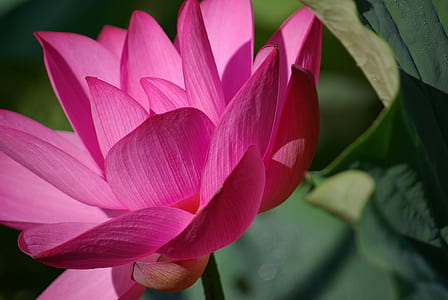 pink lotus selective-focus photo