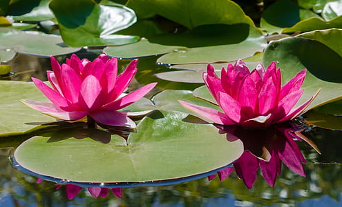 pink lotus flowers on bloom during daytime
