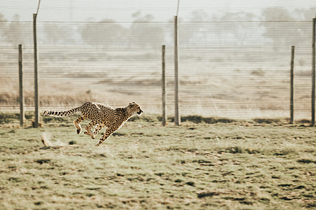 Cheetah in Motion