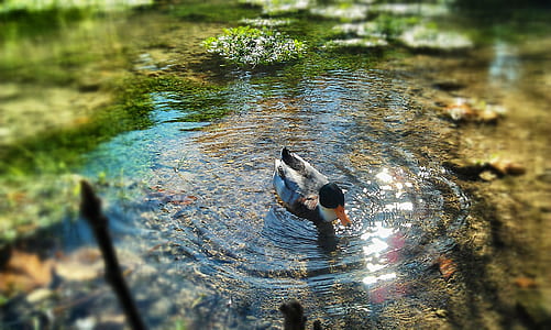 Gray Black and Orange Duck Swimming on Body of Water