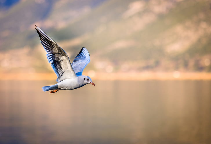 blue and white bird flying over the lake