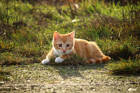 photograph of orange tabby kitten on grass
