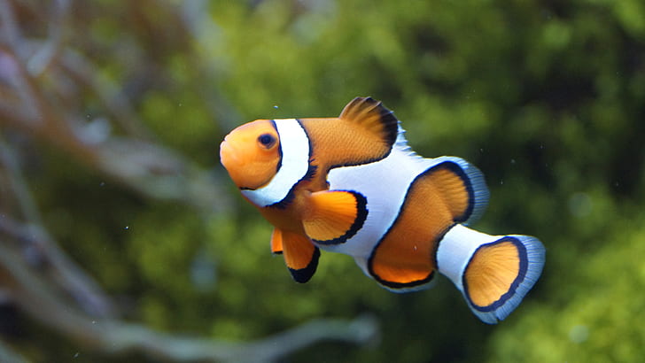 selective focus photo of a clown fish