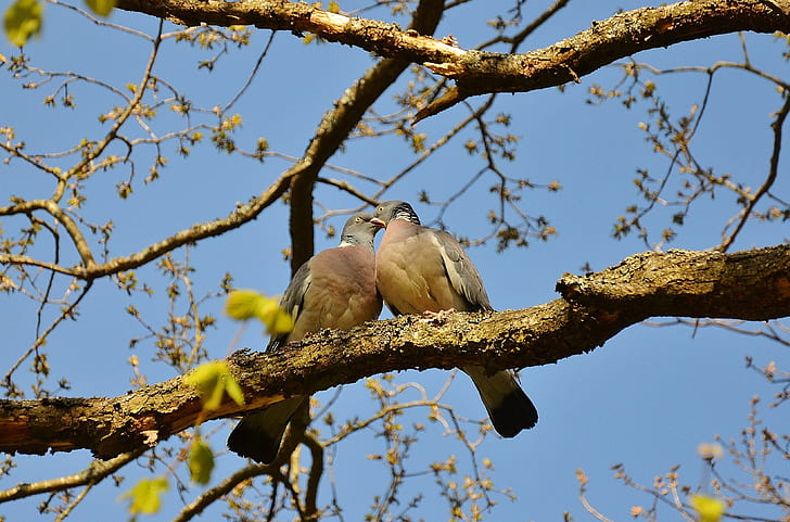 two bird kissing each other on branch of a tree photo