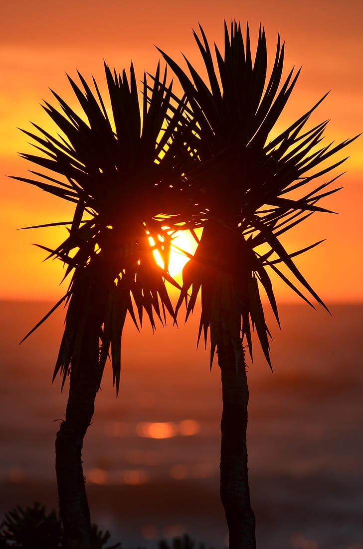 silhouette of two plants behind sunset