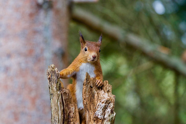 shallow focus photography of brown squirrel on top of log