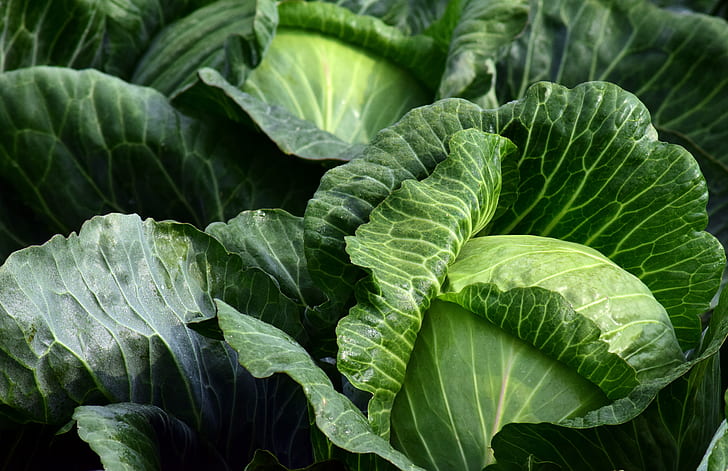 closeup photography of cabbages