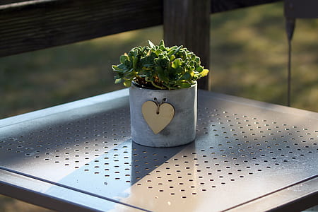 green succulent plant in gray metal pot on brown metal table