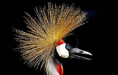 white, red, and black long-beak bird