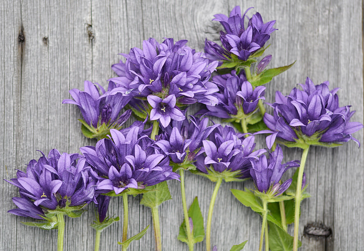 flat lay photo of purple flowers