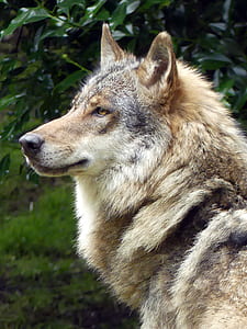 portrait photography of brown, gray, and black wolf